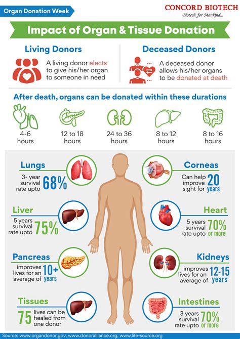 What is a Donor.